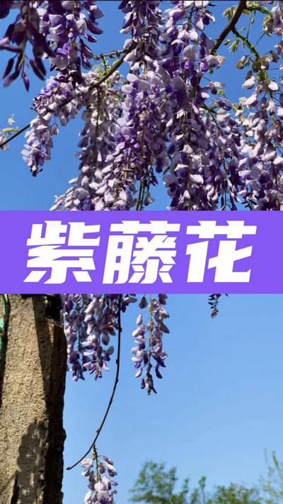 春有約，花不誤，陌上紫藤香如故。